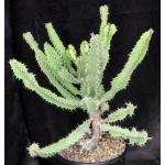 Euphorbia quinquecostata (Kichich form) 2-gallon pots