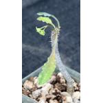 Euphorbia razafindratsirae 3-inch pots