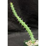 Euphorbia reclinata (WY 1121) 4-inch pots