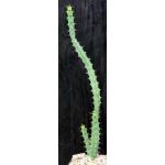 Euphorbia reclinata (WY 1121) 5-inch pots