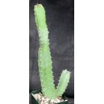 Euphorbia resinifera 4-inch pots
