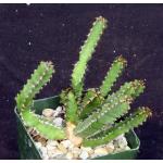 Euphorbia restricta 4-inch pots