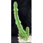 Euphorbia restricta 5-inch pots