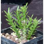 Euphorbia richardsiae ssp. richardsiae 5-inch pots