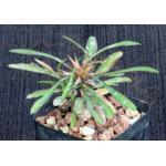 Euphorbia rossii 2-inch pots