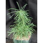 Euphorbia rossii 5-inch pots