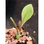 Euphorbia royleana 2-inch pots