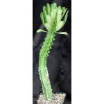 Euphorbia royleana one-gallon pots