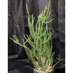 Euphorbia rubrimarginata 8-inch pots