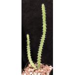 Euphorbia rubrispinosa (SL 87-1572) 5-inch pots