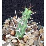 Euphorbia samburuensis 4-inch pots