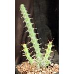 Euphorbia samburuensis one-gallon pots