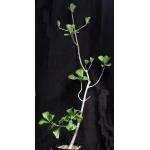 Euphorbia scheffleri 8-inch pots