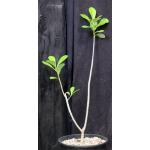 Euphorbia scheffleri 2-gallon pots