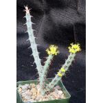 Euphorbia schinzii 4-inch pots