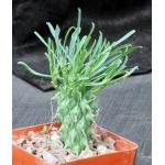 Euphorbia schoenlandii 4-inch pots