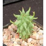 Euphorbia schoenlandii 4-inch pots