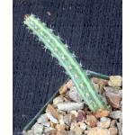 Euphorbia scitula 4-inch pots