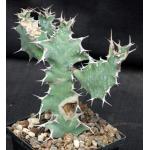 Euphorbia semperflorens 5-inch pots