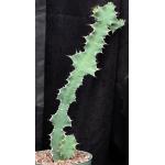 Euphorbia semperflorens 8-inch pots
