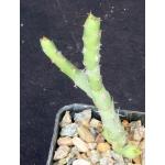 Euphorbia septentrionalis 2-inch pots