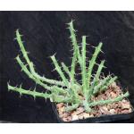Euphorbia septentrionalis var. gamugofana 5-inch pots