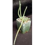Euphorbia septentrionalis 4-inch pots