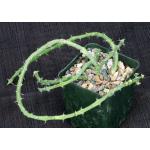 Euphorbia septentrionalis var. gamugofana 4-inch pots