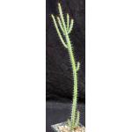 Euphorbia serendipida 5-inch pots