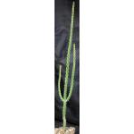 Euphorbia serendipida 5-inch pots
