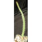 Euphorbia sp. (Singida Province, Tanzania; ES 2119) 4-inch pots