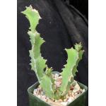 Euphorbia sp. Edward Hummell 4-inch pots