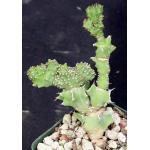 Euphorbia sp. Edward Hummell (crest) 4-inch pots