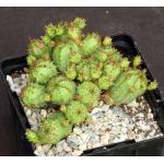 Euphorbia sp. monstrose 4-inch pots
