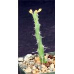 Euphorbia sp. aff. actinoclada (PV2526) 3-inch pots