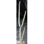 Euphorbia sp. aff. greenwayii 3-inch pots