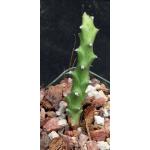 Euphorbia sp. aff. immersa (L&H 10365) 2-inch pots