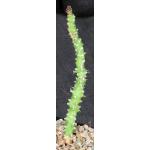 Euphorbia sp. aff. immersa (L&H 10365) 5-inch pots