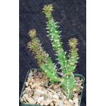 Euphorbia sp. aff. immersa (L&H 10365) 4-inch pots