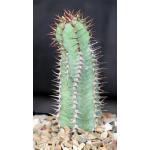 Euphorbia sp. not virosa (Palmwag, Namibia) 5-inch pots