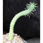 Euphorbia sp. spiraling hybrid 4-inch pots