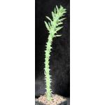 Euphorbia sp. ‘weirdii’ 4-inch pots