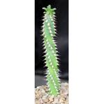 Euphorbia sp. ‘weirdii’ 5-inch pots