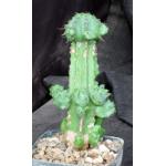 Euphorbia sp. aff. fruticosa 4-inch pots