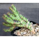 Euphorbia sp. aff. immersa (L&H 10365) 5-inch pots