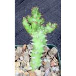 Euphorbia sp. aff. immersa (L&H 10365) 4-inch pots