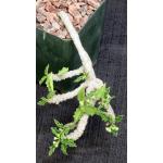 Euphorbia sp. aff. decaryi 4-inch pots