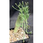 Euphorbia sp. spiraling hybrid 5-inch pots