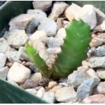 Euphorbia squarrosa 2-inch pots