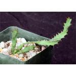Euphorbia squarrosa 4-inch pots